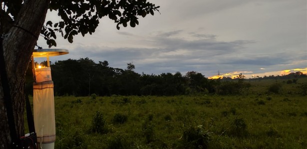 Risco de malária na Amazônia é maior em regiões parcialmente degradadas