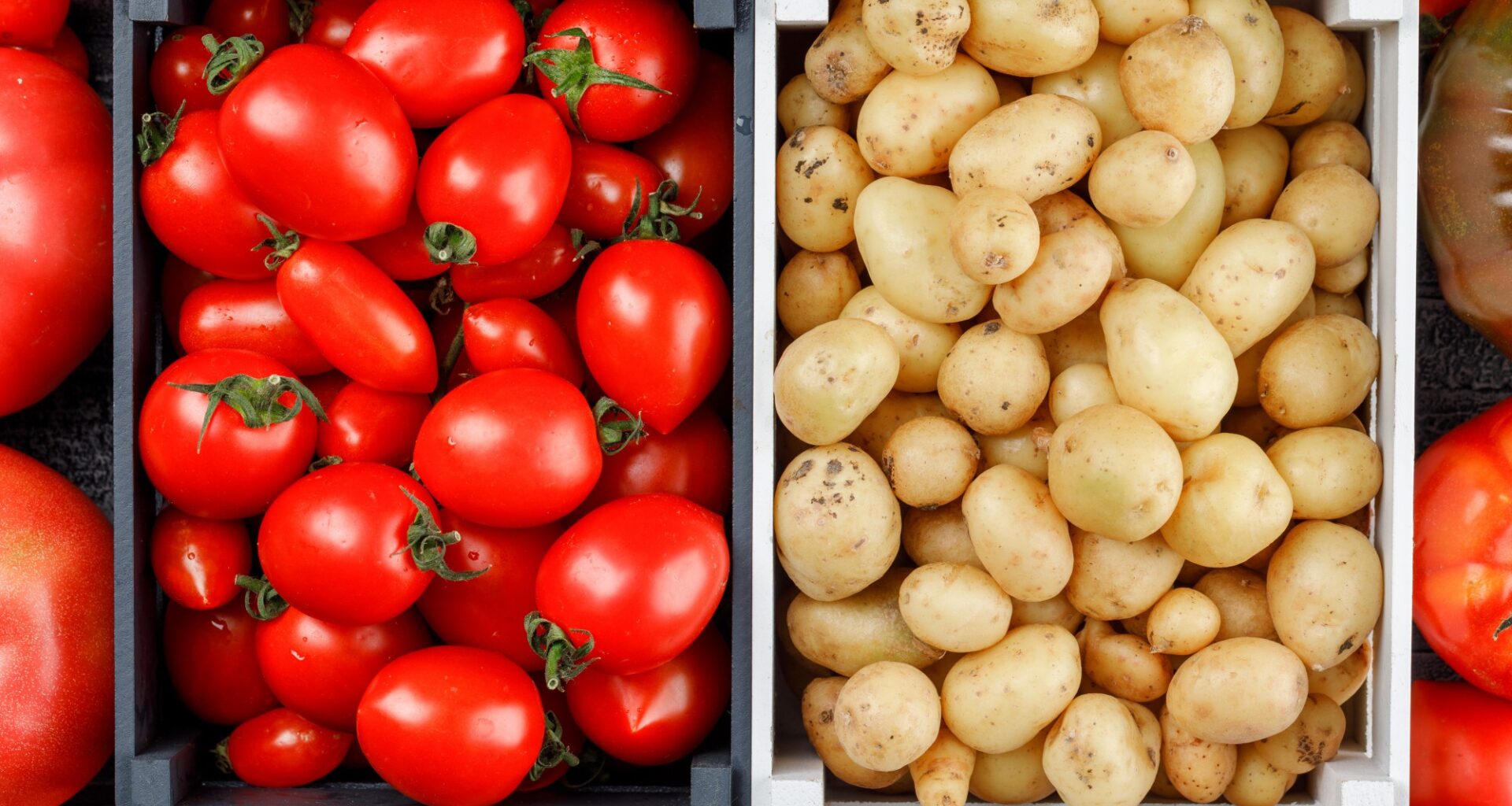 'DNA de tomate' está na origem da batata; entenda revelação de estudo com mais de 500 genomas - G1