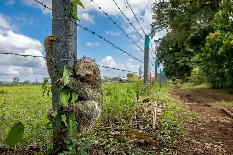 Preguiça-de-três-dedos-de-garganta-marrom agarrada a um poste de cerca na Costa Rica. À medida que seu habitat desaparece, as preguiças são forçadas a se deslocar mais. — Foto: Emmanuel Tardy
