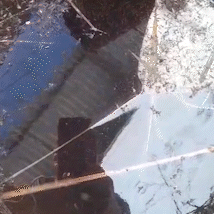 Esgoto com larvas do mosquito é encontrado em transportadora de MS