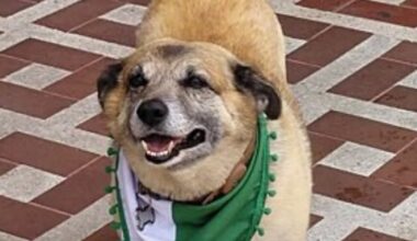 Cidade inaugura estátua em homenagem a cão querido