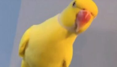 Mango sabia os preços da droga. Papagaio ajudou a deitar abaixo um gangue de traficantes