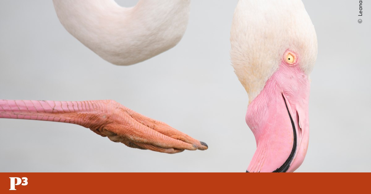 O histórico concurso de fotografia de vida selvagem levanta o véu sobre os vencedores | Fotogaleria