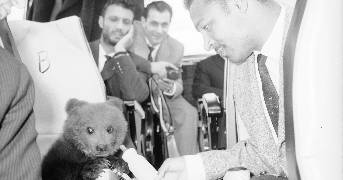 É Dia da Fotografia e encontrámos um urso no autocarro do Benfica