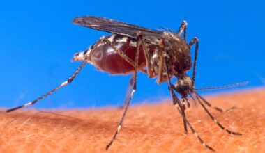 Rússia confirma primeiro caso de chikungunya