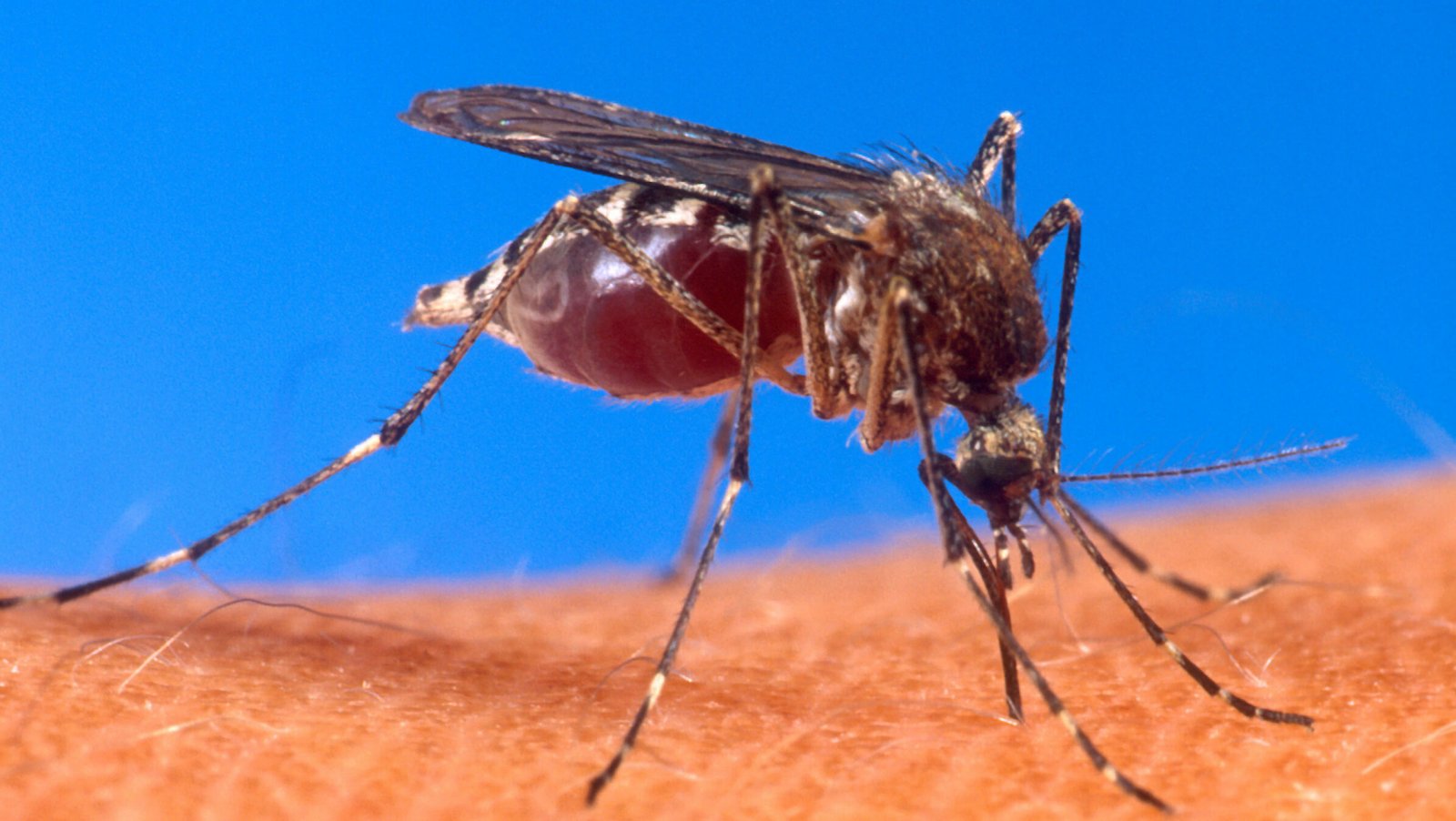 Rússia confirma primeiro caso de chikungunya