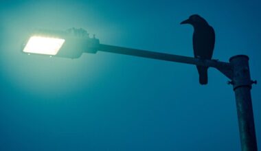 Aves tornam-se noctívagas devido à poluição luminosa