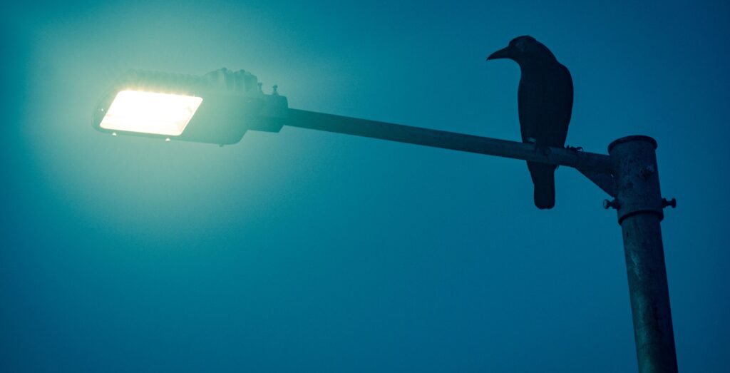 Aves tornam-se noctívagas devido à poluição luminosa