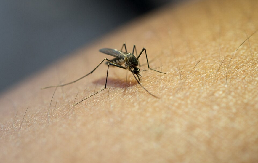 Número de focos da dengue em Tubarão chega a 772