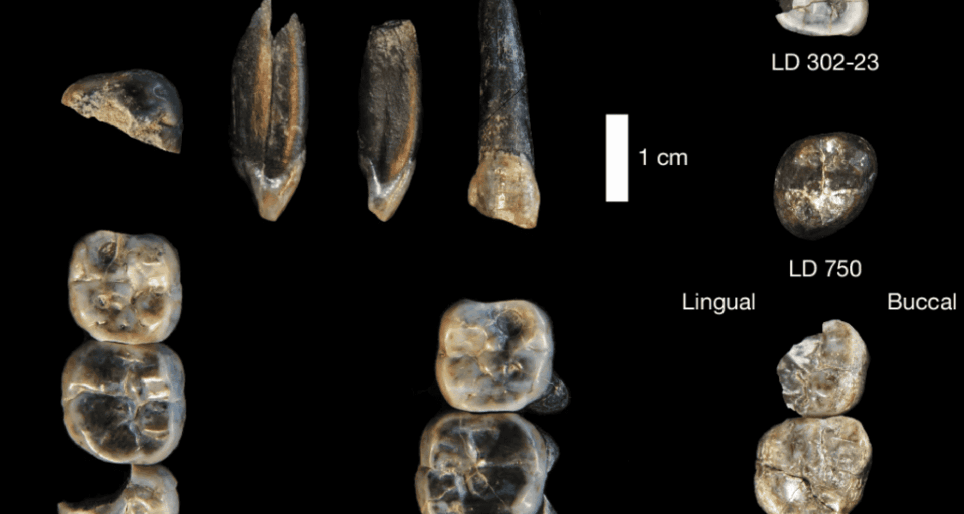 dentes achados não seriam de Lucy, mas de nova espécie