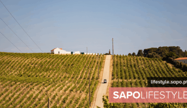 Na Quinta do Sampayo, a regeneração dita o futuro do vinho - Atualidade