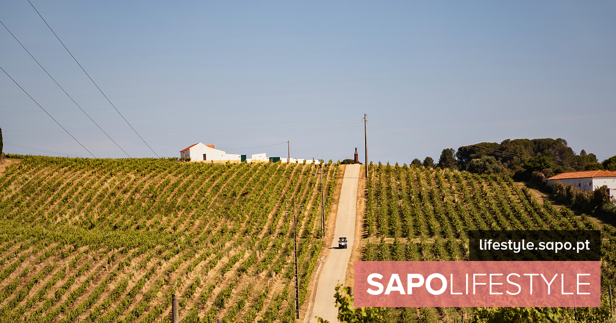 Na Quinta do Sampayo, a regeneração dita o futuro do vinho - Atualidade