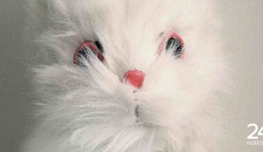 "A Morte de Bunny Munro". O regresso do segundo romance do músico Nick Cave - Vida