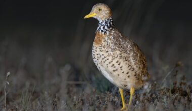 Ave em perigo crítico de extinção encontrada em território desconhecido