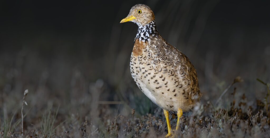 Ave em perigo crítico de extinção encontrada em território desconhecido