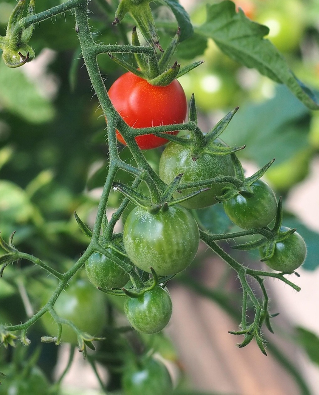 No Brasil, o tomate foi introduzido no final do século XIX por imigrantes europeus, tendo o seu cultivo se iniciado no início do século XX, em Pernambuco. -Pixabay