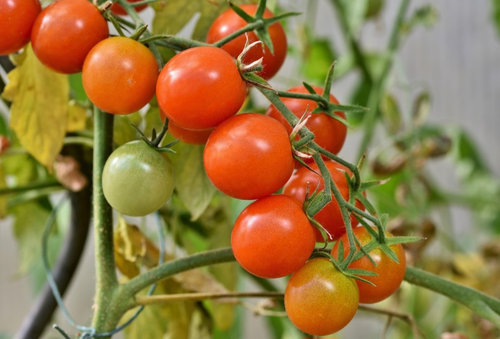 Com a disseminação da culinária italiana e, mais tarde, a crescente popularidade do cinema, o tomate seguiu em diferentes culturas e passou a ser cada vez mais relevante em outros estilos de cozinhas.-Pixabay
