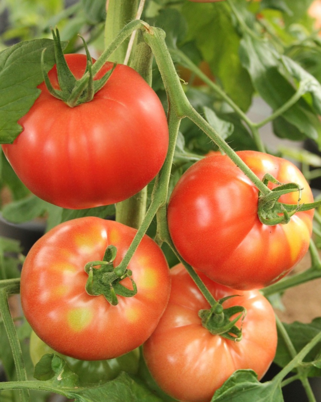 A palavra "tomate" tem origem na língua nahuatl, falada pelos astecas, que o chamavam de "tomatl". Da sua família (Solanáceas), fazem também parte as berinjelas, as pimentas e os pimentões.-Pixabay