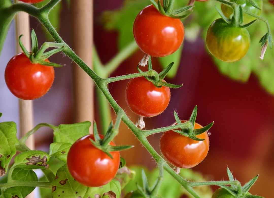 Dessa forma, a culinária italiana revolucionou o uso do tomate (do tomateiro), transformando-o em um ingrediente fundamental em molhos, massas, pizzas e diversas outras preparações.-Pixabay
