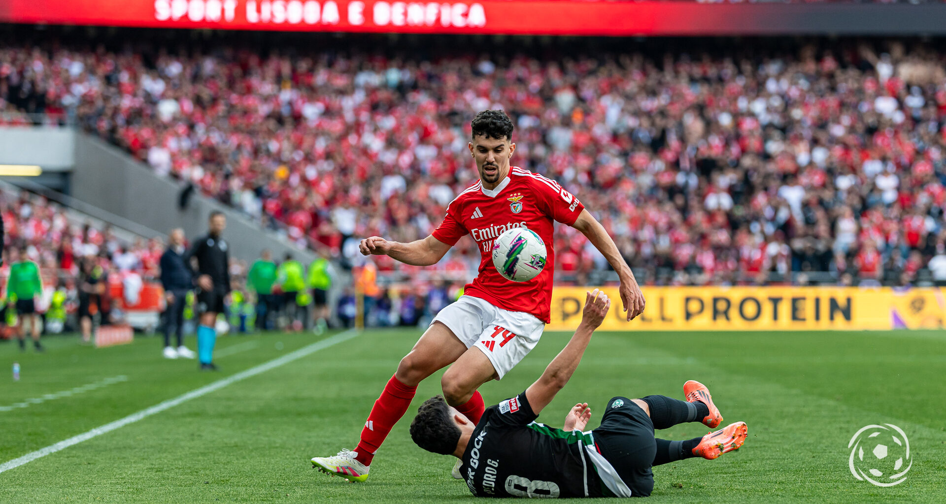 Regresso de Tomás Araújo deverá causar uma 'vítima' no Benfica