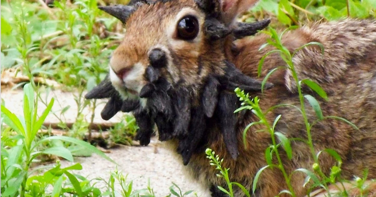 Por que coelhos ‘com chifres’ estão aparecendo nos Estados Unidos? Entenda