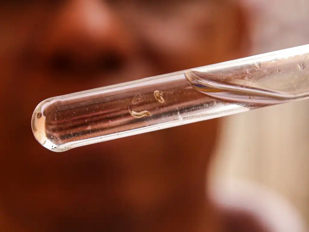BAHIA REDUZ EM 88% OS CASOS DE DENGUE, MAS ESPECIALISTA ALERTA QUE CUIDADOS DEVEM SER MANTIDOS