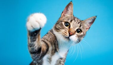 ‘Você Precisa de um Gato’: livro reforça a qualidade dos felinos como boa companhia; leia trecho
