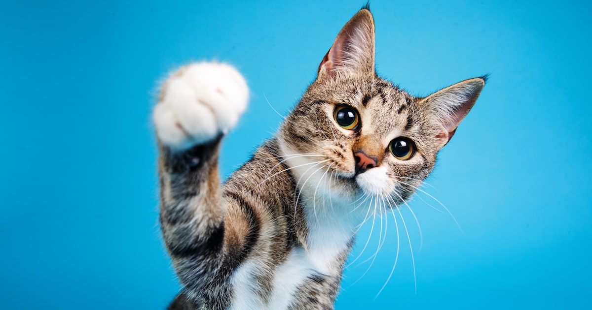 ‘Você Precisa de um Gato’: livro reforça a qualidade dos felinos como boa companhia; leia trecho