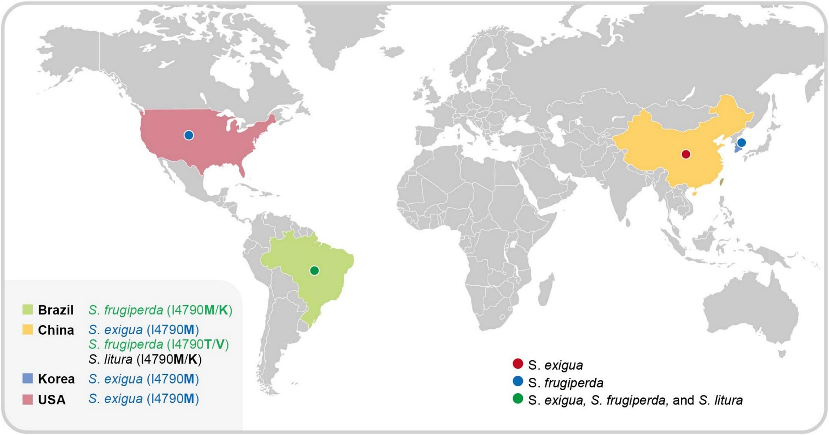 Distribuição global das três espécies de <i>Spodoptera</i> com mutações RyR detectadas associadas à resistência à diamida. Os países estão codificados por cores para refletir suas respectivas regiões ou fontes de estudo, facilitando a diferenciação visual dos padrões geográficos de surgimento de resistência - doi.org/10.1016/j.pestbp.2025.106629