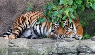 Tigre no Aalborg Zoo