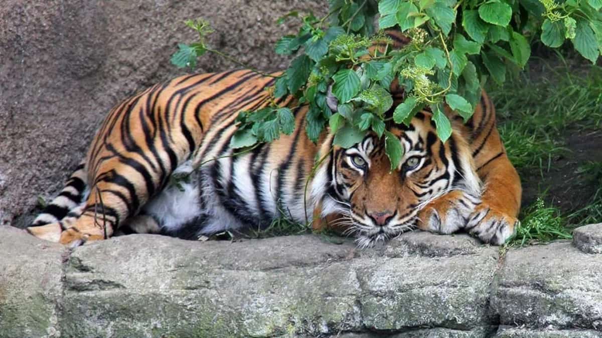 Tigre no Aalborg Zoo
