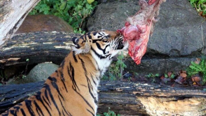Tigre a comer carne no Aalborg Zoo