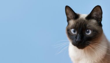 Gatos com demência têm alterações cerebrais semelhantes ao Alzheimer em humanos, revela estudo; veja por que isso é importante