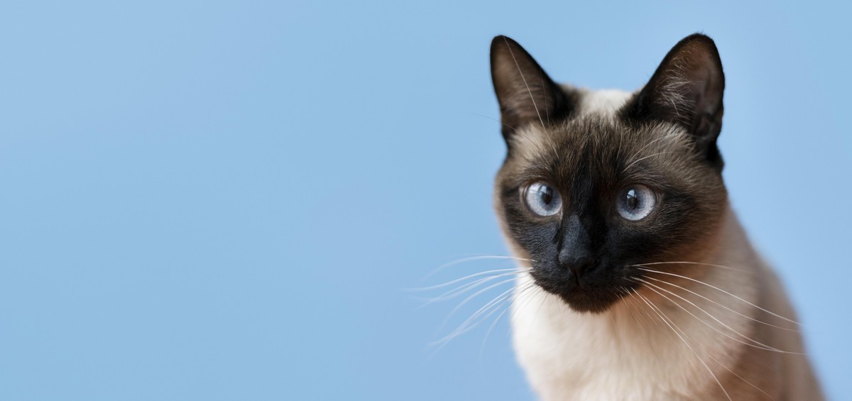 Gatos com demência têm alterações cerebrais semelhantes ao Alzheimer em humanos, revela estudo; veja por que isso é importante