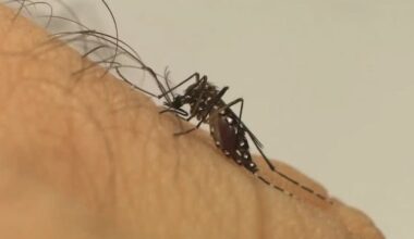 Casos de Chikungunya em Alagoas quase triplicaram em 30 dias