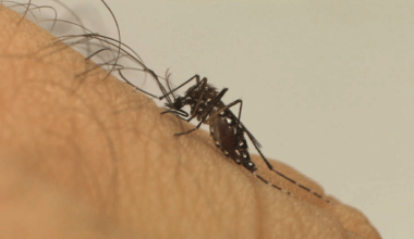 Saúde reforça combate ao Aedes aegypti no mês que antecede período sazonal do vetor da dengue