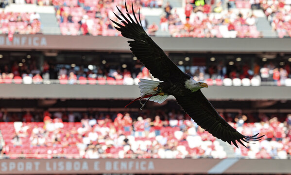 Benfica Bilhetes Válidos Estádio da Luz Futebol