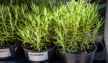 Estas plantas mostraram ser boas no tratamento de Alzheimer