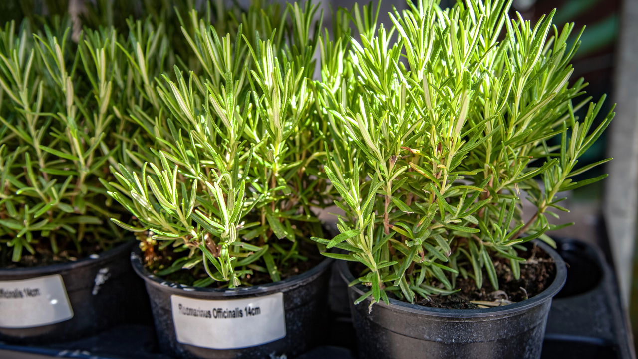 Estas plantas mostraram ser boas no tratamento de Alzheimer