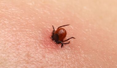 Esta é a doença de Lyme, a patologia que o cantor Justin Timberlake confessou sofrer