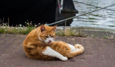 Amesterdão está a pedir desculpa aos gatos com mini-escadas nos canais