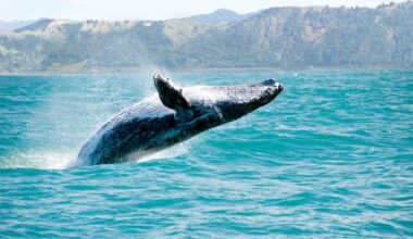 A "refeição" de uma baleia garantiu o título de Fotógrafo de Oceanos do Ano - Lance