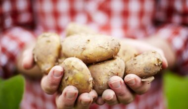 Batata é filha de um tomate e de uma planta extinta. Nasceu de um “caso de amor” – Notícias de Coimbra