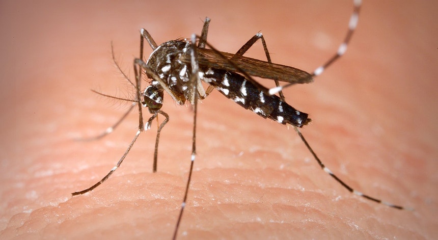 Surto por chinkungunya. Vírus transmitido por mosquitos já infetou 240 mil pessoas e matou 90 em 2025