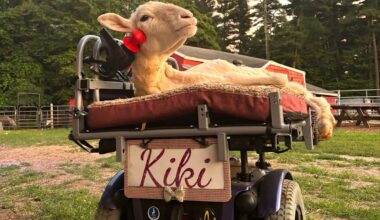 Uma ovelha paraplégica aprendeu a conduzir com a cabeça. Só quer andar depressa