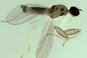 Cientistas da Fiocruz e da UFPB descobrem mosca predadora na Mata Atlântica