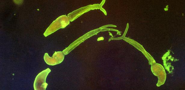 Cercárias de Schistosoma mansoni