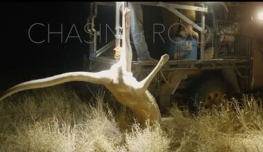 Documentário revela crueldade na indústria australiana de cangurus e contraria garantias do Governo