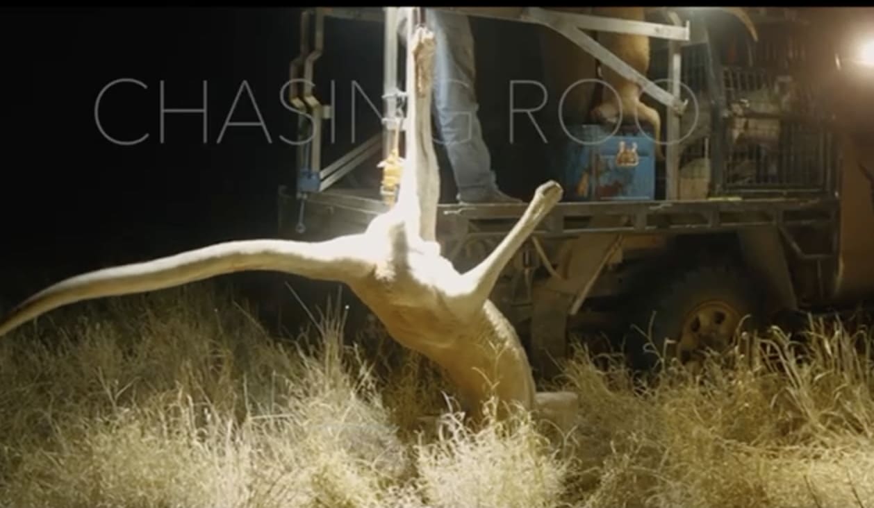 Documentário revela crueldade na indústria australiana de cangurus e contraria garantias do Governo