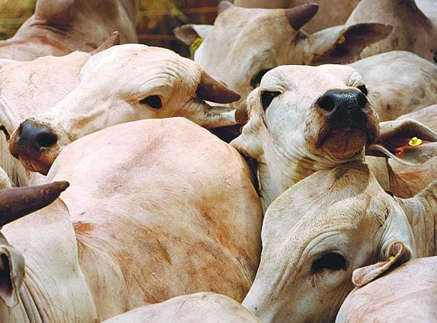 SES-MG confirma três casos de raiva animal em Juiz de Fora